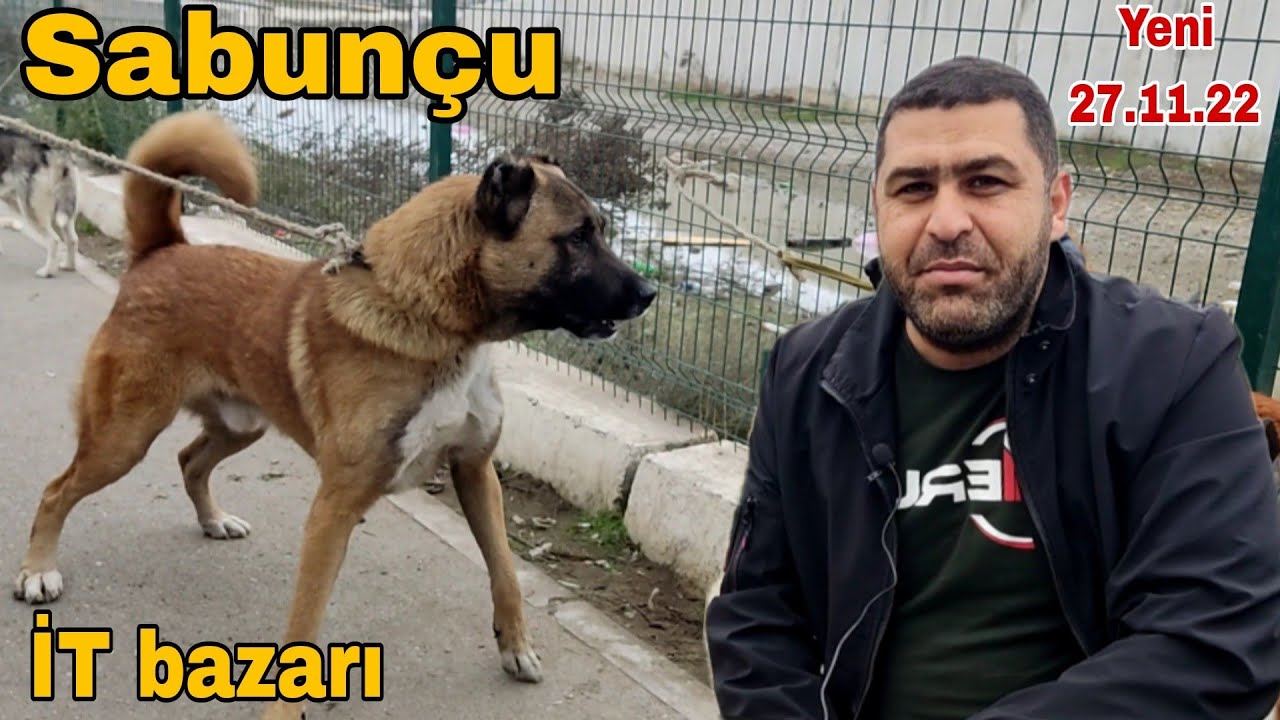 Sabunçu İT bazarı 27.11.22 #livestockmarket #sabuncuitbazari #sabuncutoyuqbazari #kanqal #alabay