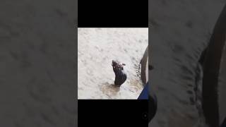 Yağmurda Duş Alan Fare Ilk Kez Gönrenler Beğenebilir Mi