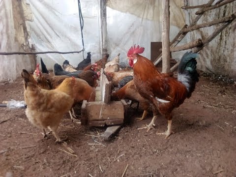 فيديو: كيف ترعى الدجاج