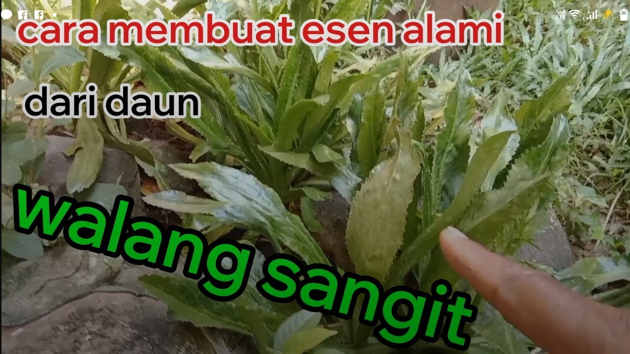 SIMPEL.. cara membuat esen alami dr daun WALANG SANGIT