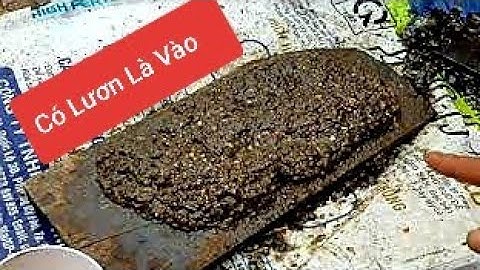 Chia sẻ kinh nghiệm bài mồi thuốc đặt trúm lươn hiệu quả rất cao