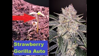 Fensterbank 🥦 Growing geht weiter: Nachwuchs ist da 🥦 Strawberry Gorilla Auto 🚬