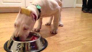 RAW DIET-Dogo Argentino eats her first raw meal @ 9 weeks