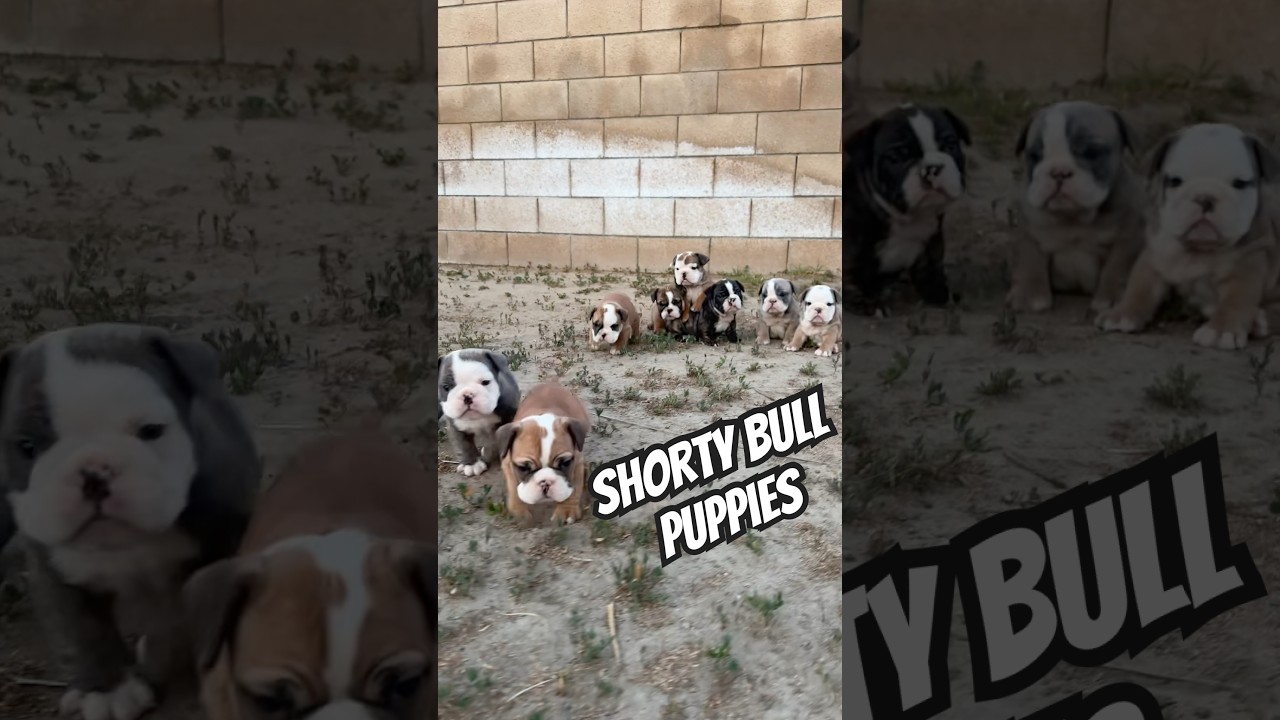 Your new favorite breed: The Shorty Bull 