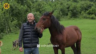 8 kuaj, 100 bletë dhe 23 lopë, tek super ferma e Naserit në Kaçanik!