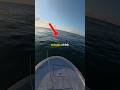 Following birds to find the fish