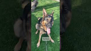 Dakota #A5765593 , 2 yr old , male, GSD, looking for a forever home! Or even a rescue!