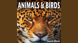 Loud Sheep Bleats in Flock with Bells Clanging (Version 1)