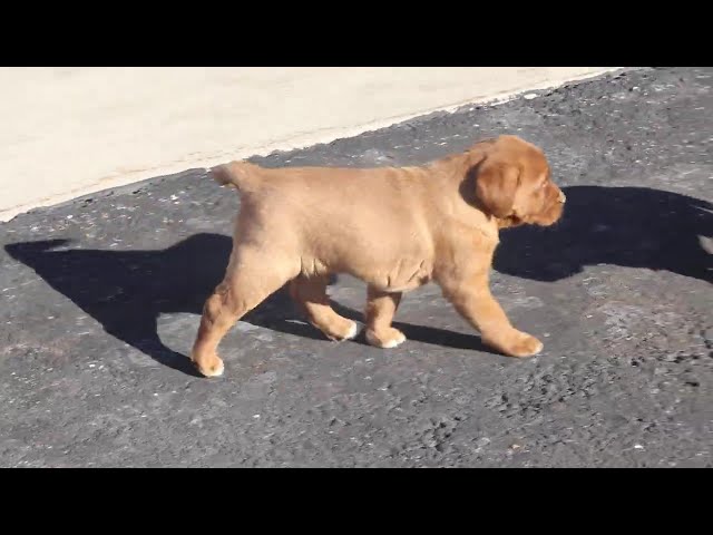 Sage video thumbnail