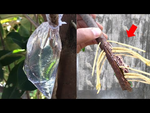 Vídeo: Reprodução De Zimbro Por Estacas: Regras Para O Corte De Zimbro Em Casa Na Primavera, Verão E Outono. Como Enraizar Um Caule Em Uma Jarra De água E Planta?