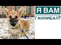 НАС показали на РОССИЯ 1😁 ОТУЧАЕМ ЩЕНКА ПЫЛЕСОСИТЬ! купили НАМОРДНИК/  др Саше 30 лет🎂😀