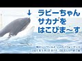 ラビーちゃん　魚を運びま〜す【2021年5月31日朝11:00のショー終了後】Orca performance, Kamogawa Sea World, Japan