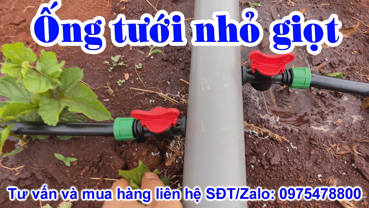 Hệ thống tưới nhỏ giọt