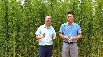 Cây Trúc Quân Tử Trong Sân Vườn Đẹp Loại Cây Biểu Tượng Sự Oai Phong Của 1 Vị Quân Tử