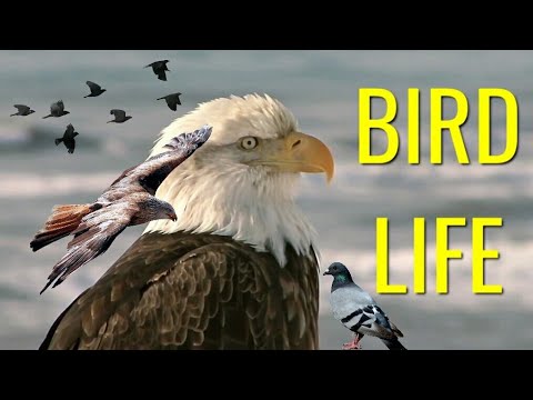 Wonderful Bird Life Dunia Burung Kicau Burung Mania Animal