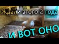 Произошло Чудо! Новый петух в деревне.