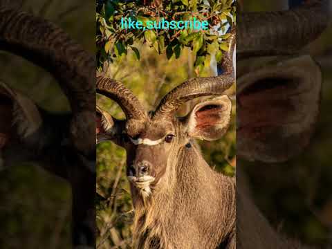 Videó: Afrika szavannái: fotó. Afrikai szavanna állatok