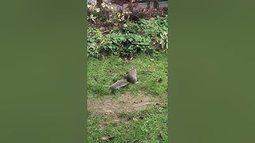 Reception squirrels 1. 27.1.21