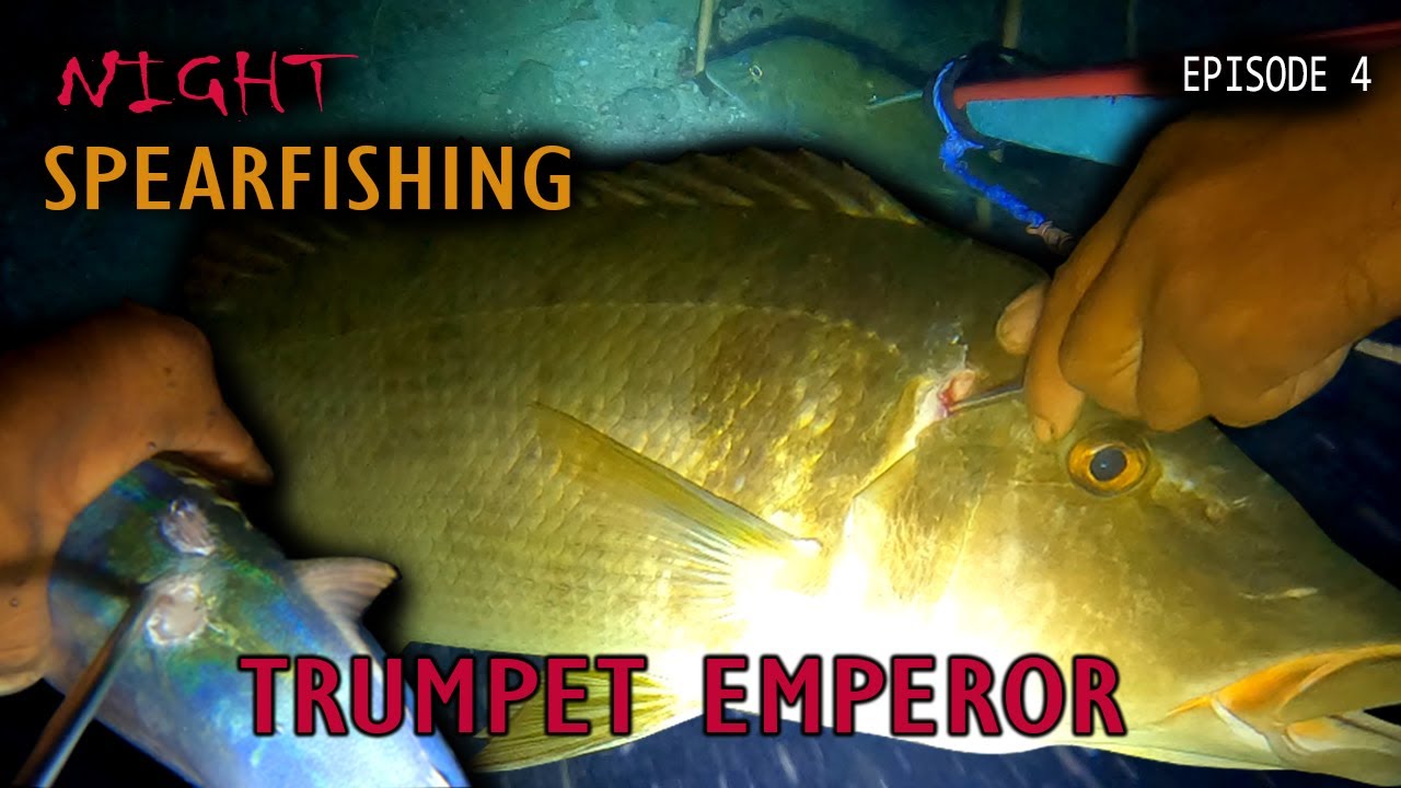 DEEP SEA SPEARFISHING EP4 FISH HUNTING AT NIGHT / NIGHT SPEARFISHING (Cath a big trumpet