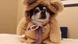 Mr. Marbles Being Adorable For Two Minutes Straight