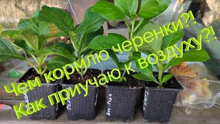 видео: ПОДКОРМКИ УКОРЕНЕННЫХ ЧЕРЕНКОВ ГОРТЕНЗИЙ ПРИ ВЫРАЩИВАНИИ В КВАРТИРЕ. КАК ПРИУЧИТЬ ЧЕРЕНКИ ИК ВОЗДУХУ картинка: ПОДКОРМКИ УКОРЕНЕННЫХ ЧЕРЕНКОВ ГОРТЕНЗИЙ ПРИ ВЫРАЩИВАНИИ В КВАРТИРЕ. КАК ПРИУЧИТЬ ЧЕРЕНКИ ИК ВОЗДУХУ