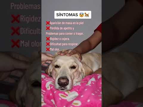 Síntomas de Cáncer en los perros 🐕