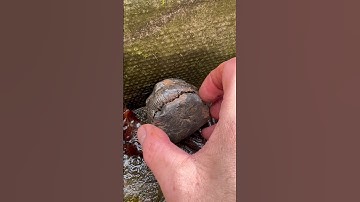 Opening ceremony of a beautiful ammonite fossil from the Yorkshire Jurassic Coast. What a beauty!!