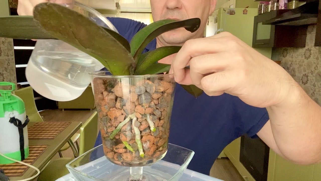 Орхидея в коре полив. Горячевский орхидеи в керамзите. Реанимация орхидеи на керамзите.