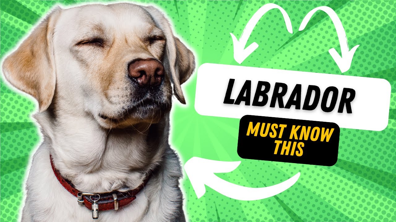 3 THINGS TO KNOW BEFORE GETTING A LABRADOR YouTube