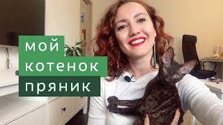 КОРНИШ РЕКС. Котенок в доме первые дни.