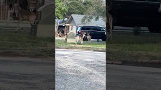 Neighborhood Buck invasion Should urban deer hunting be legal Rockport Tx
