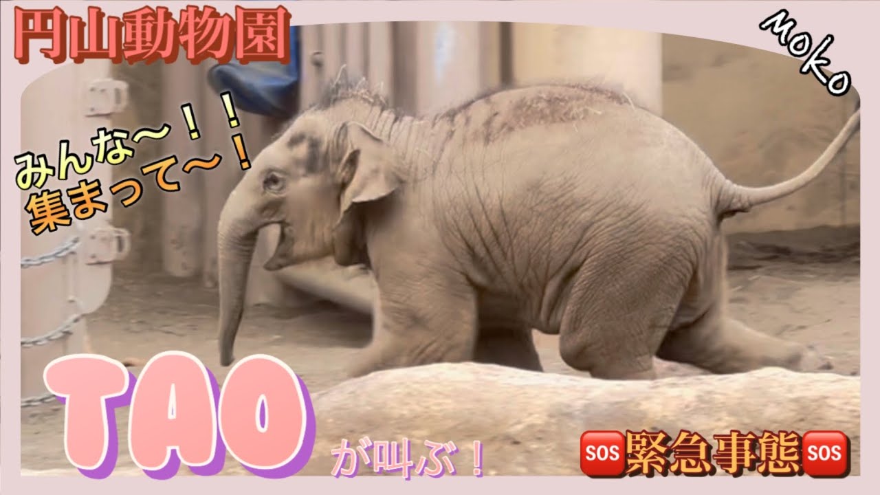 【タオちゃん】が緊急事態発令？猛スピードで走り回るタオちゃん🐘