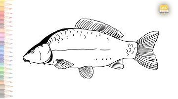 Carp fish drawing video | Fish drawing tutorials | How to draw A Carp step by step | Carp drawings