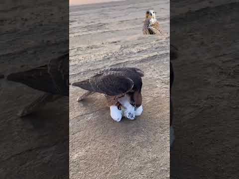 صقر وكري يفترس حمامة 