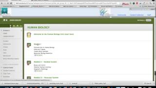 Adding content to your Blackboard course
