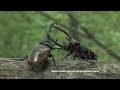ネプチューンオオカブト VS ヘラクレスオオカブト　Dynastes neptunus vs D.h.septentrionalis