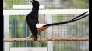 Harga Dan Ciri Ciri Burung Murai Batu Nias Terbaru 2019