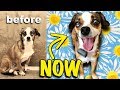 3 yr Old Homeless Dog Wags Her Tail First Time | As Seen on The Dodo