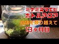 ボトルアクアで室内飼育、地震でひっくり返ったけどミナミヌマエビ13か月目のボトル