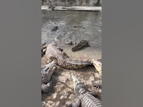 Feeding Crocodiles with Crocodile Leg - YouTube