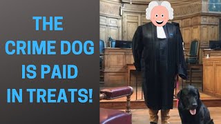 'Crime Dog Is Getting Paid...' Hilarious Things Said in Open Court #3 by Joe The Lawyer 130 views 1 year ago 6 minutes, 33 seconds