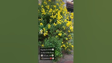 [3T_TV] Review cây giống cúc Chi Rủ nở dịp Tết #3t_nha_vuon #caygiongcucchiru 📲0374886977