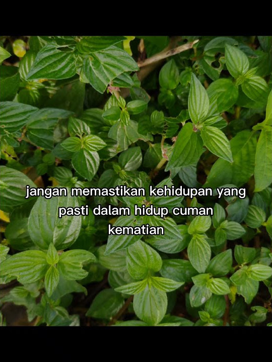 STORY WA CAK NUN ( REJEKI)