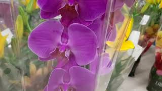 Завоз орхидей с названиями в сц.Лейка ( Махачкала)-- Луисвилл, Сплендид, Калимантан и др.