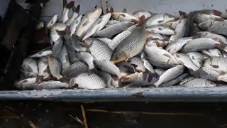 PANGINGISDA / BUHAYBUKID 09  #fishing #Fishtrap #buhaybukid #pangingisda #fishing