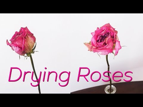 Video: How To Dry Roses