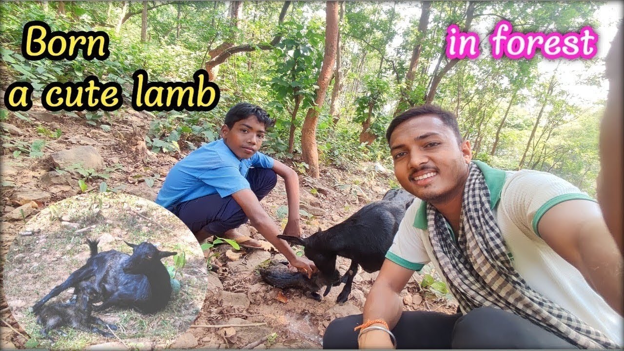 Ghane jungle mei paida hua cute memna 