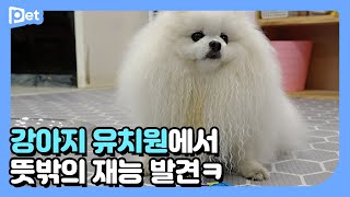 Something happened during free time at the kindergarten┃Dogs' Kindeergarten Life EP.3┃About Pet