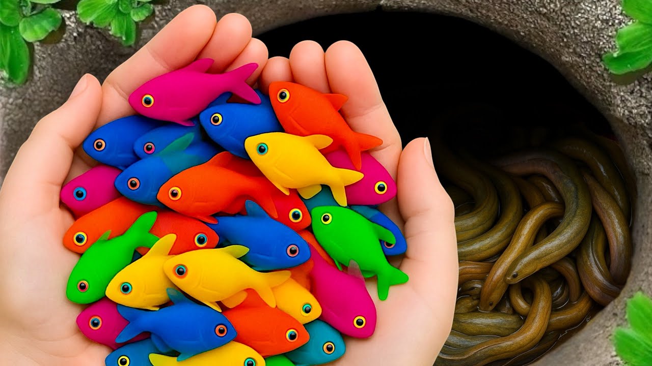 Catch Colorful Fish in Small Pond, Guppies, Goldfish, Koi Fish, Baby Turtle, Beautiful Aquarium Fish