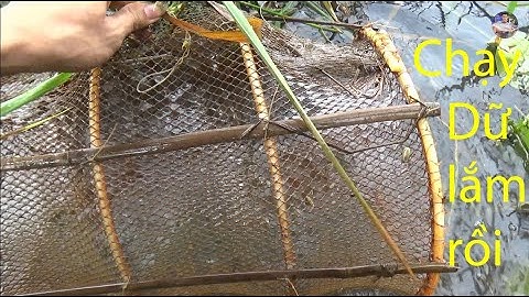 Đặt lờ ruộng lúa nước cá chạy rung lờ | Catch fish